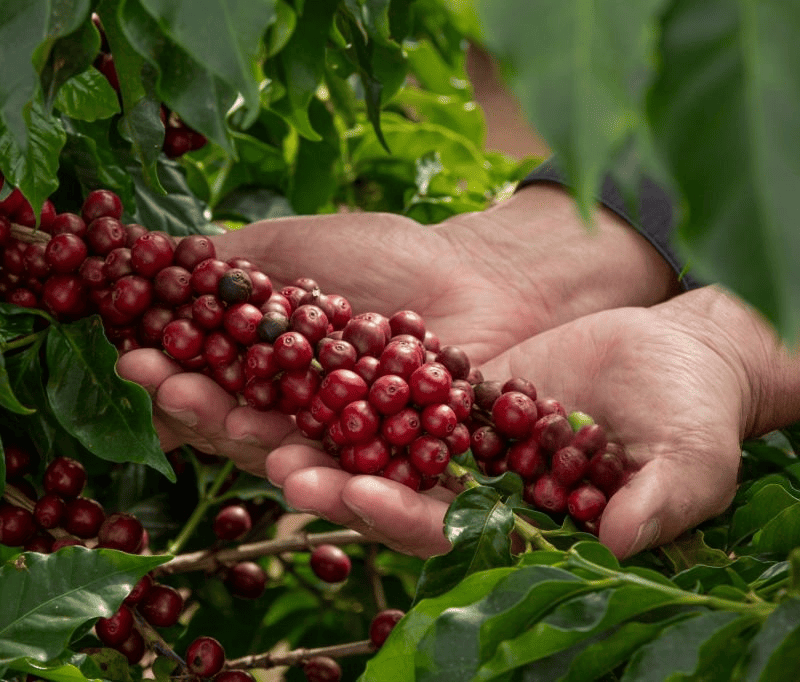 Wind Coffee, Exporting the Taste of Colombia to the World, best Coffee, Colombian Coffee, Premium Coffee