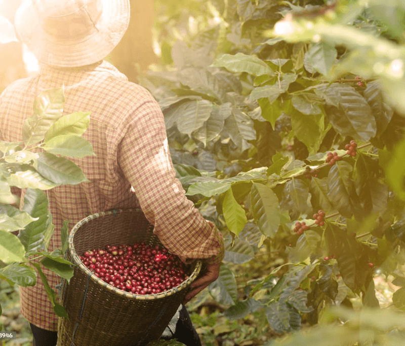 Sustainability: A Core Pillar of Wind Coffee At Wind Coffee, sustainability isn’t just a goal—it’s the foundation of everything we do. We are committed to fostering practices that protect the environment, uplift local communities, and ensure the long-term vitality of Colombia’s coffee-growing regions.
